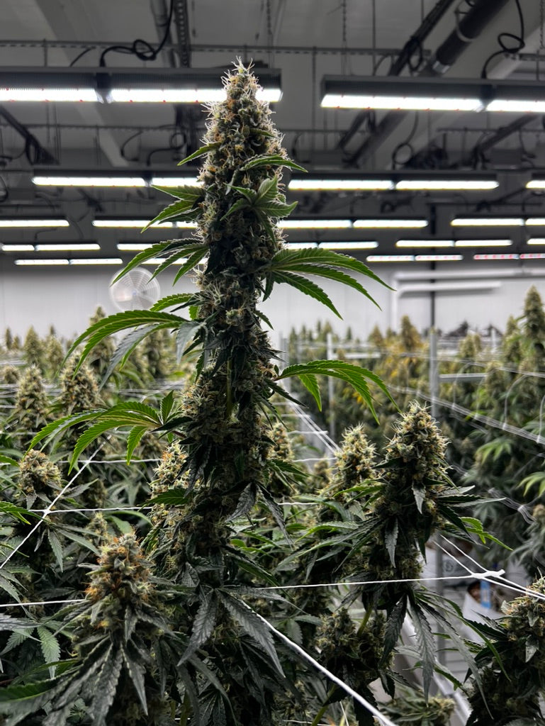 Oc-tang (Somas NYCD x SFV OG)