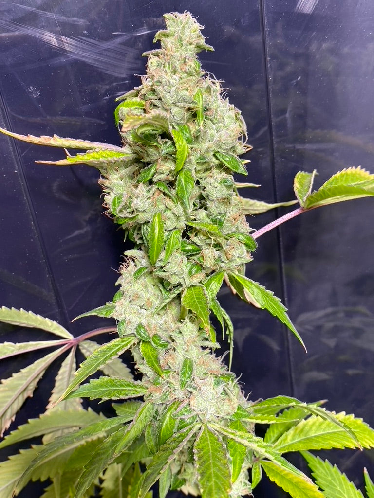 Sowabunga 4 (Sour Diesel x Headband)