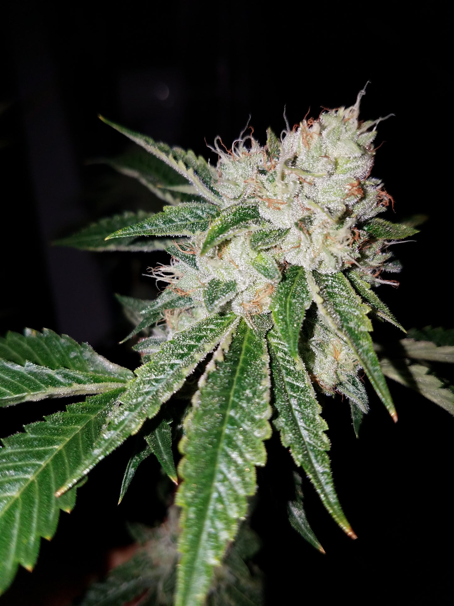 OG Kush