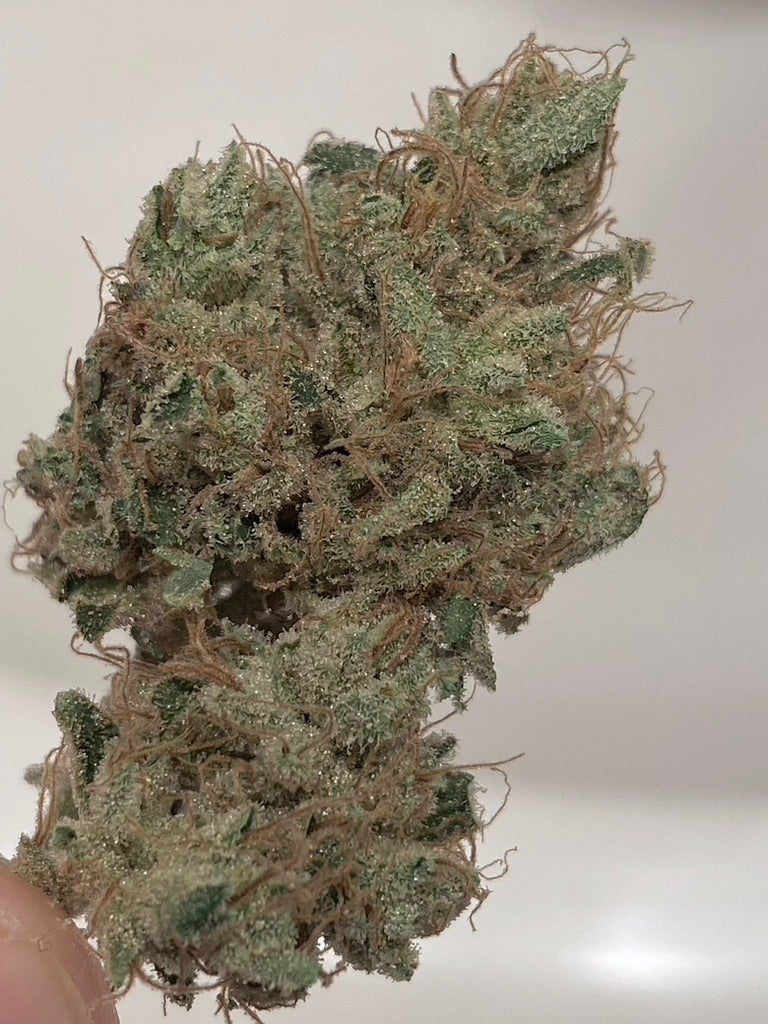 Rainbow Sherbert (RS-11) x Sour Diesel