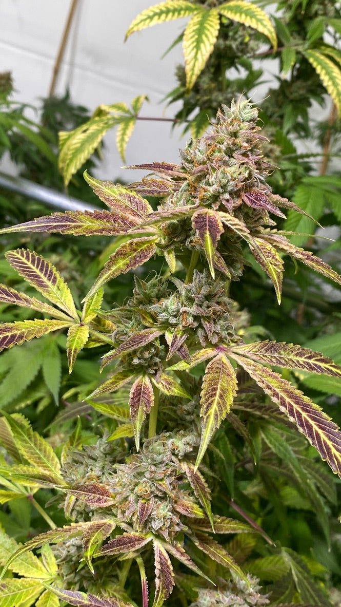 Tang Brain 2 (Oc-tang x Headband)