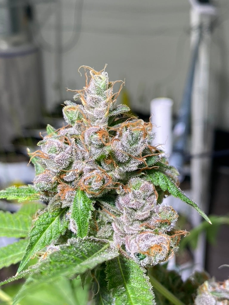 Head to Head 6 (Headband x 707 Headband)