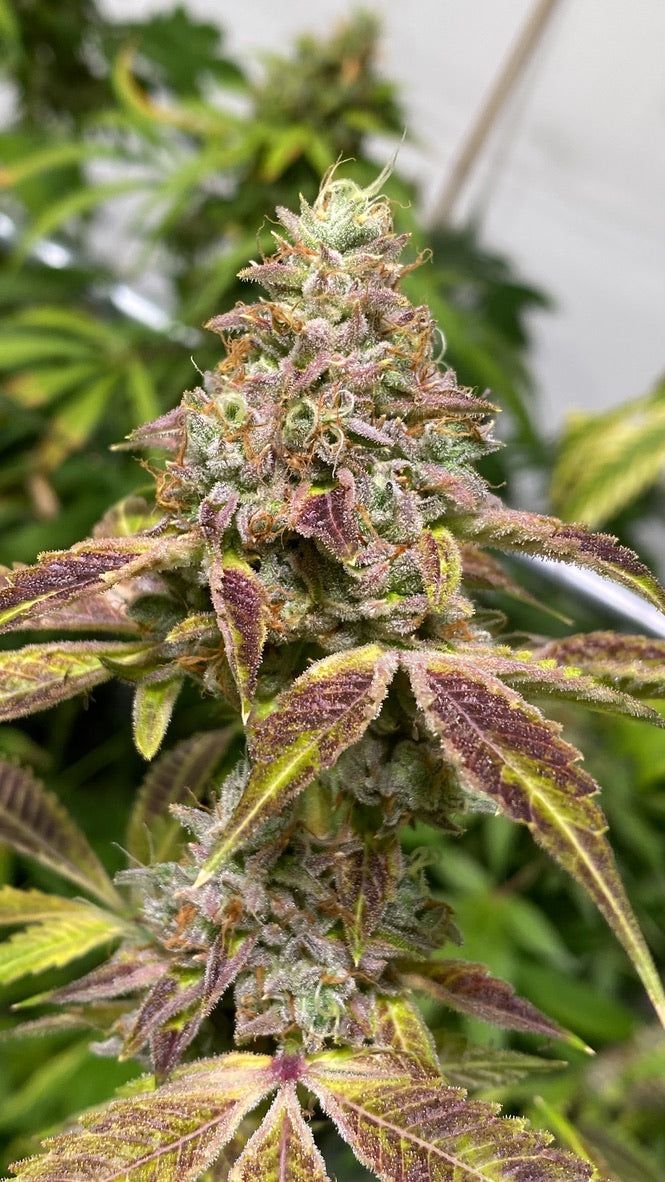 Tang Brain 2 (Oc-tang x Headband)
