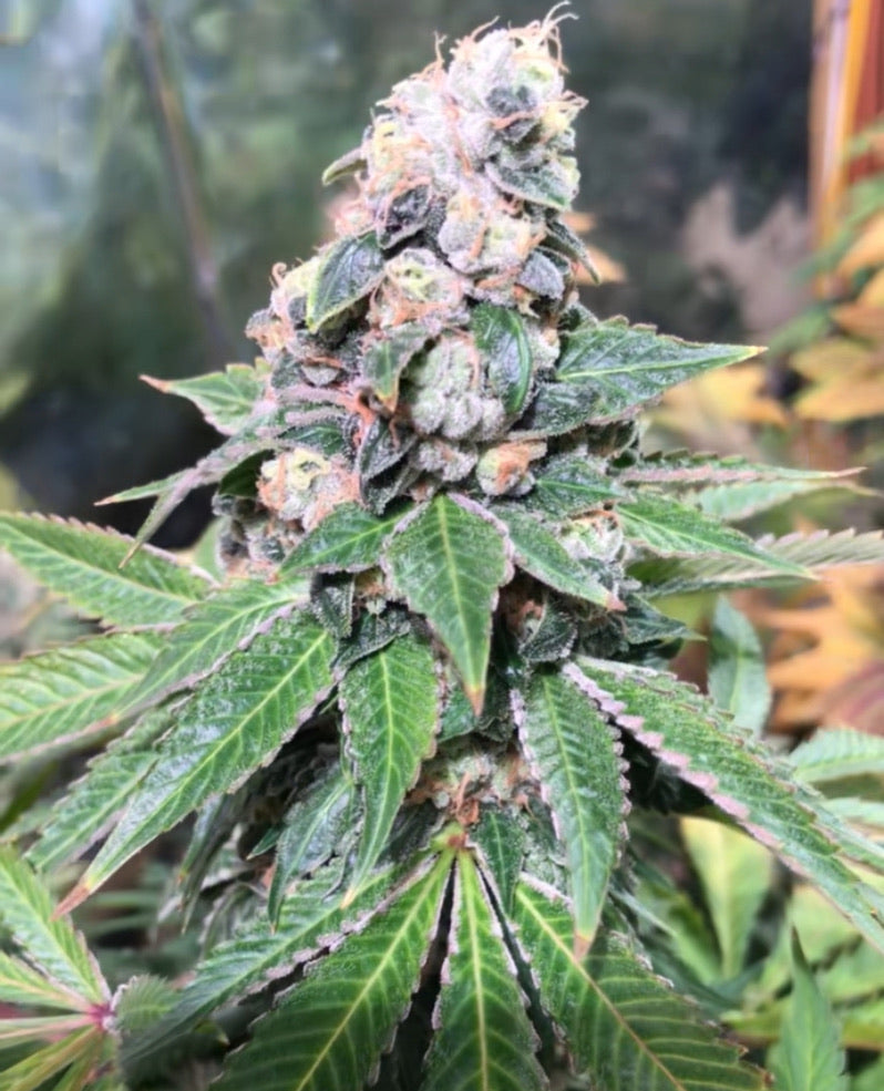 Sowabunga 4 (Sour Diesel x Headband)