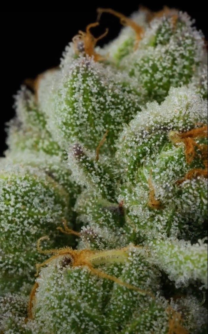 PieScream 27 (Wedding Pie x Gelato 33/Cherry Limeade f4)