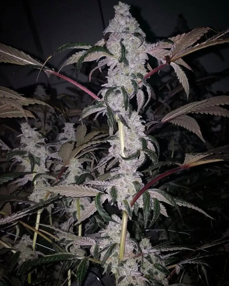 Horchata (Mochi Gelato x Jet Fuel Gelato)