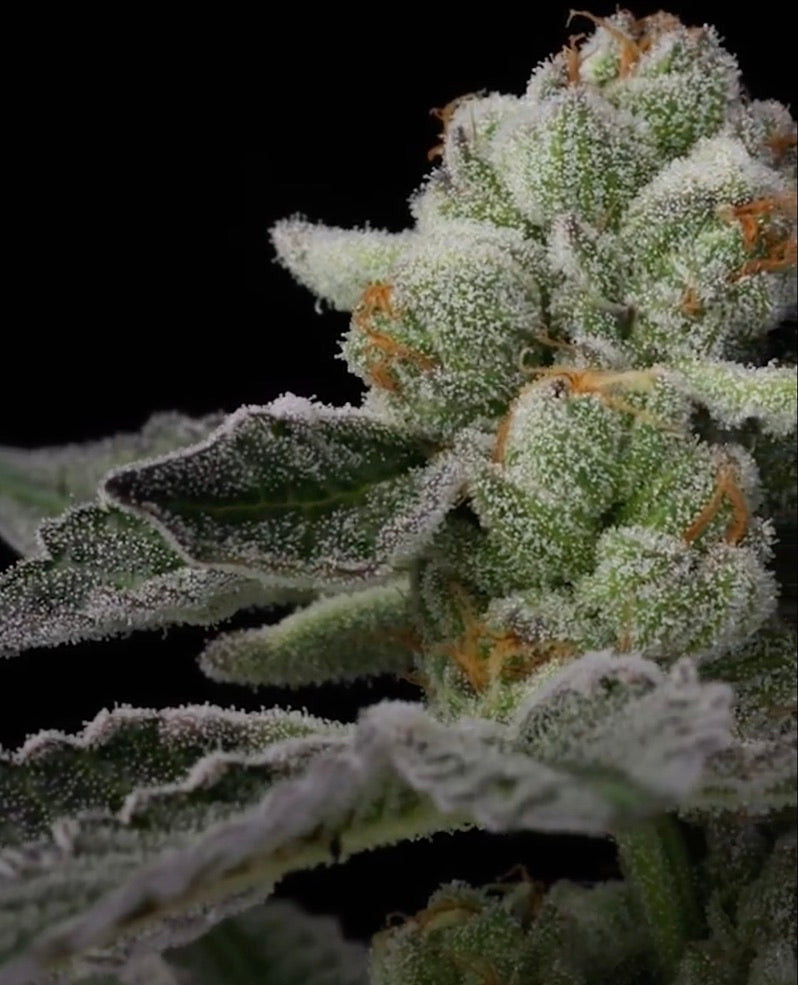 PieScream 27 (Wedding Pie x Gelato 33/Cherry Limeade f4)