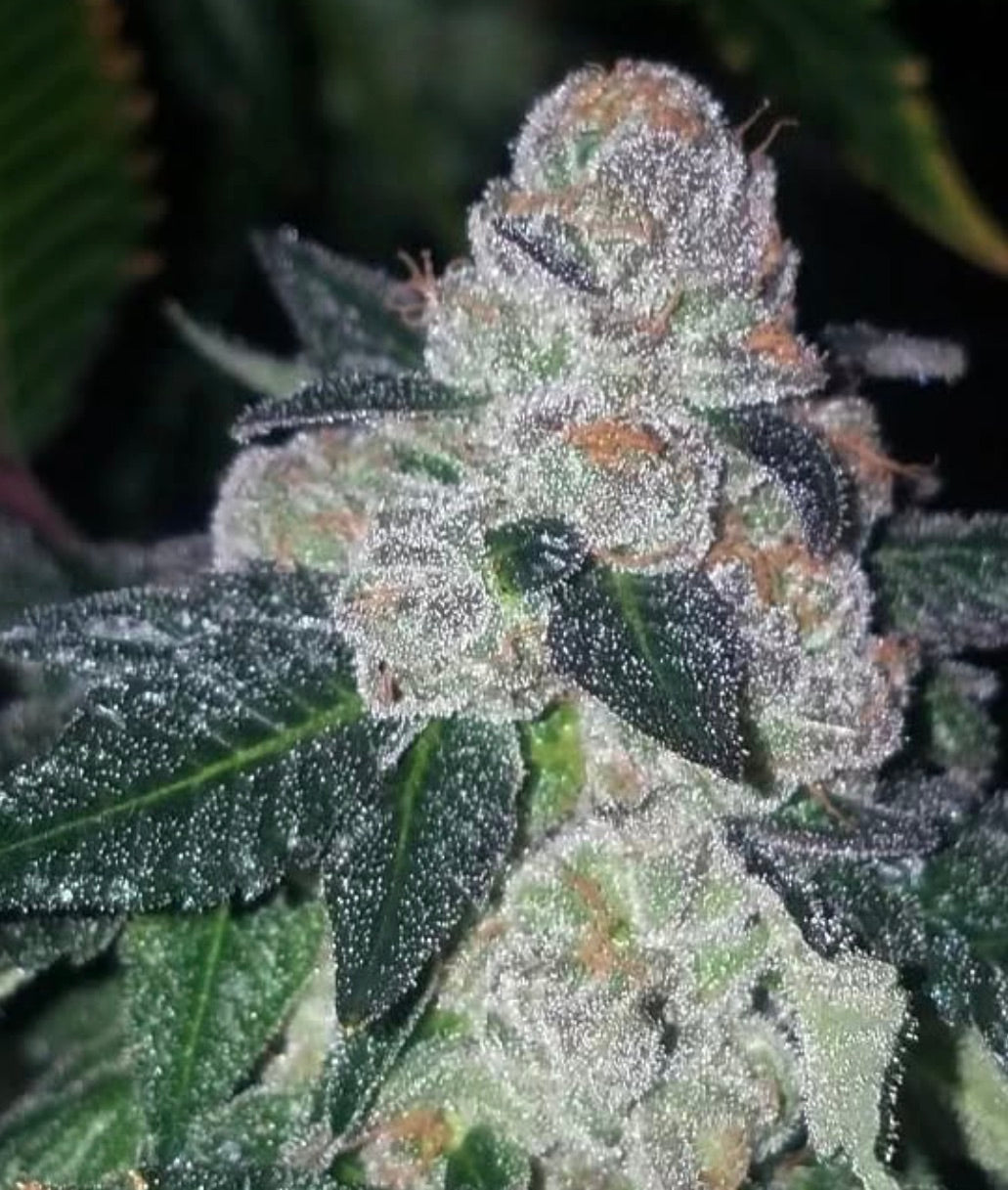 Slushee Beer (G-funk Rootbeer x Cherry Lime Slushee)