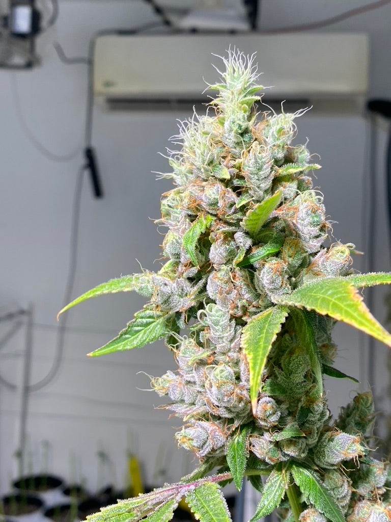 Head to Head 6 (Headband x 707 Headband)