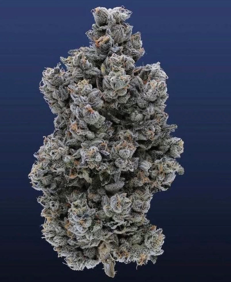 Horchata (Mochi Gelato x Jet Fuel Gelato)