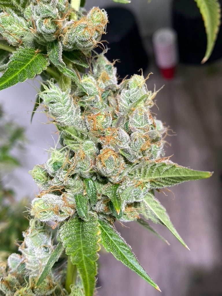 Head to Head 6 (Headband x 707 Headband)