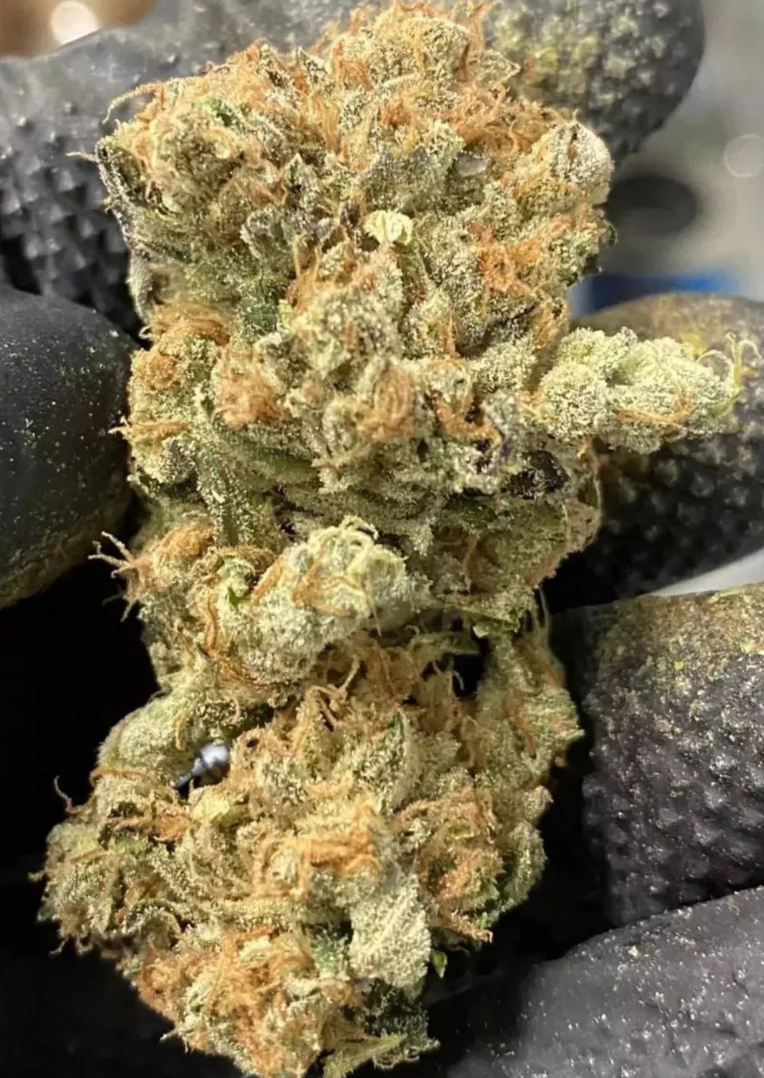 Gas Cap 11 (Breeders Cut) Sour Diesel/i95 f1 x Headband