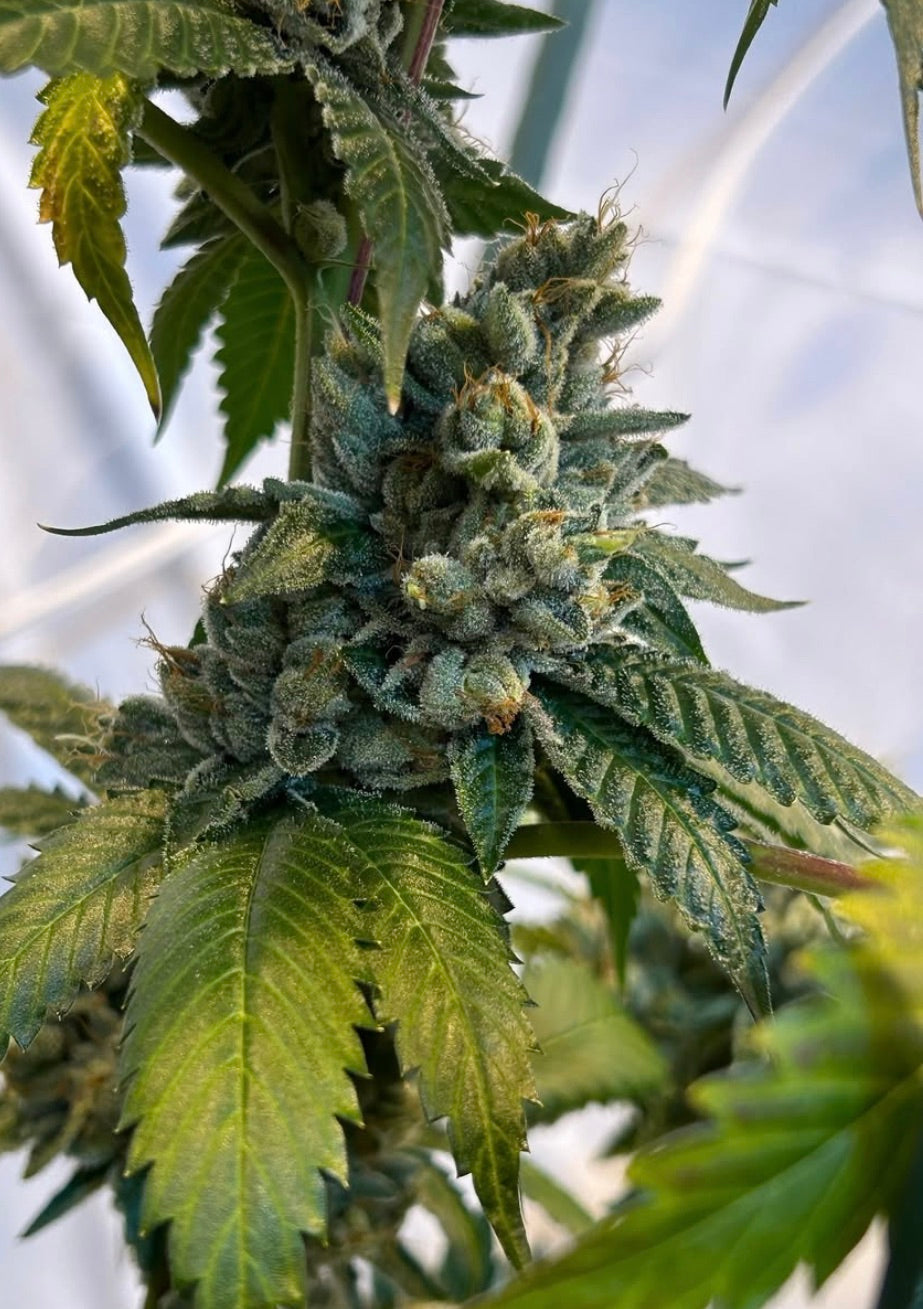 SFV OG aka San Fernando Valley OG