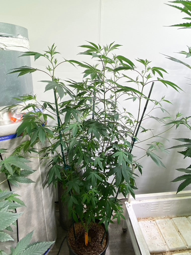 Rainbow Sherbert (RS-11) x Sour Diesel