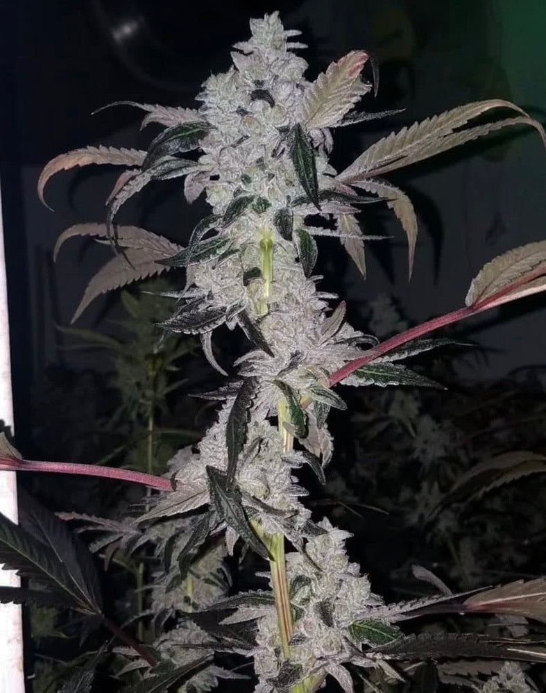 Horchata (Mochi Gelato x Jet Fuel Gelato)