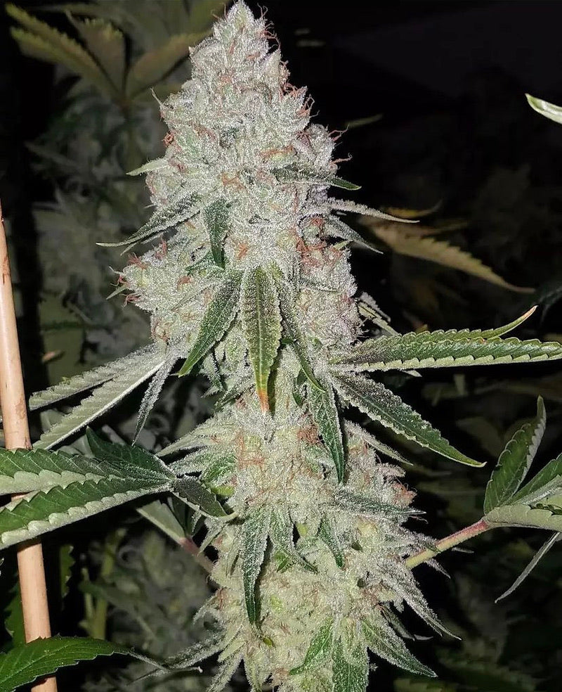 Cranebow 3 (Zainbow x Headband)