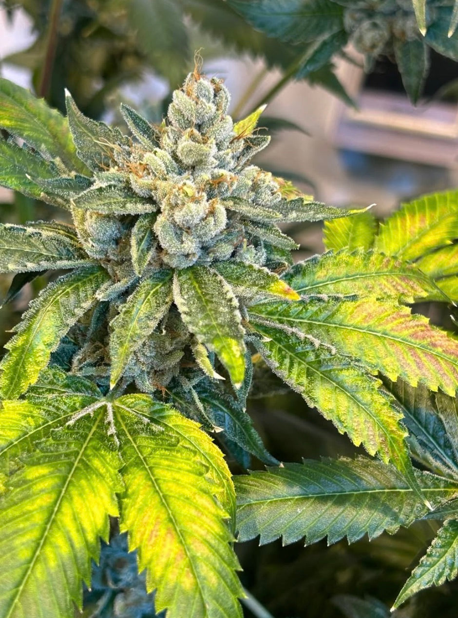 SFV OG aka San Fernando Valley OG