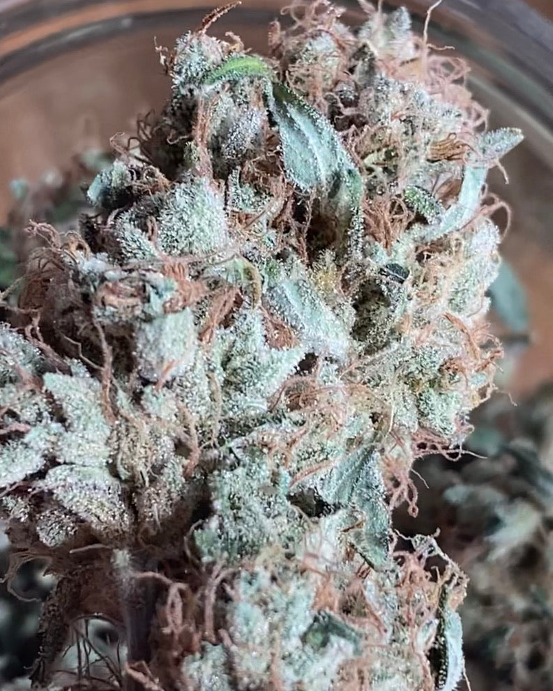 Rainbow Sherbert (RS-11) x Sour Diesel