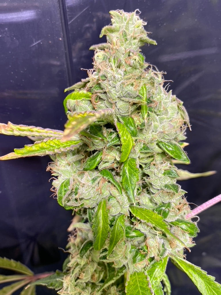 Sowabunga 4 (Sour Diesel x Headband)