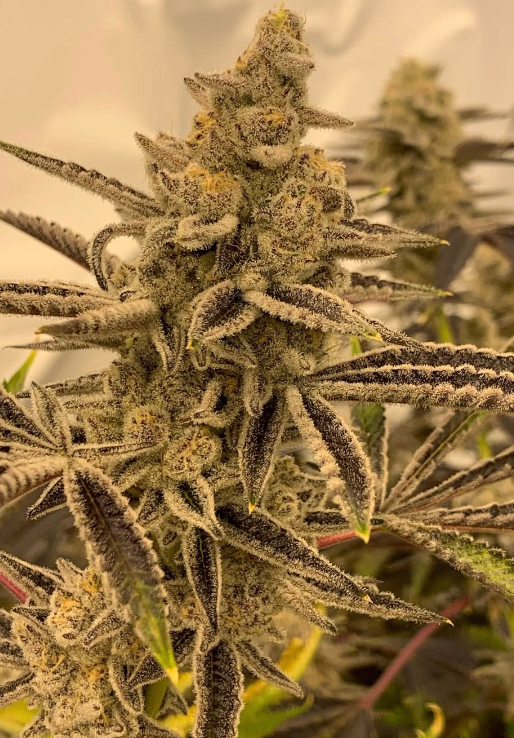 Platinum Lemon Cherry Gelato