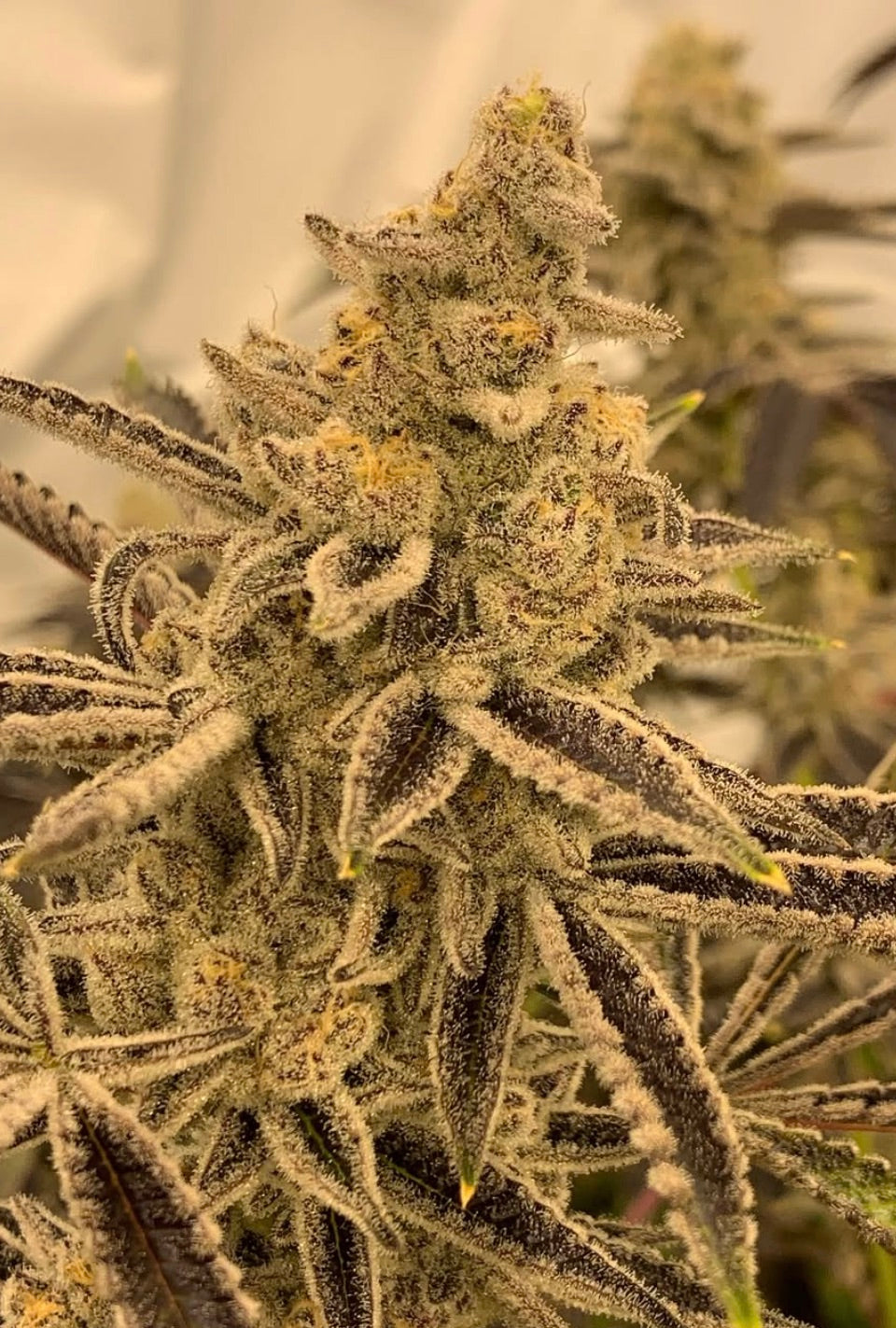 Platinum Lemon Cherry Gelato
