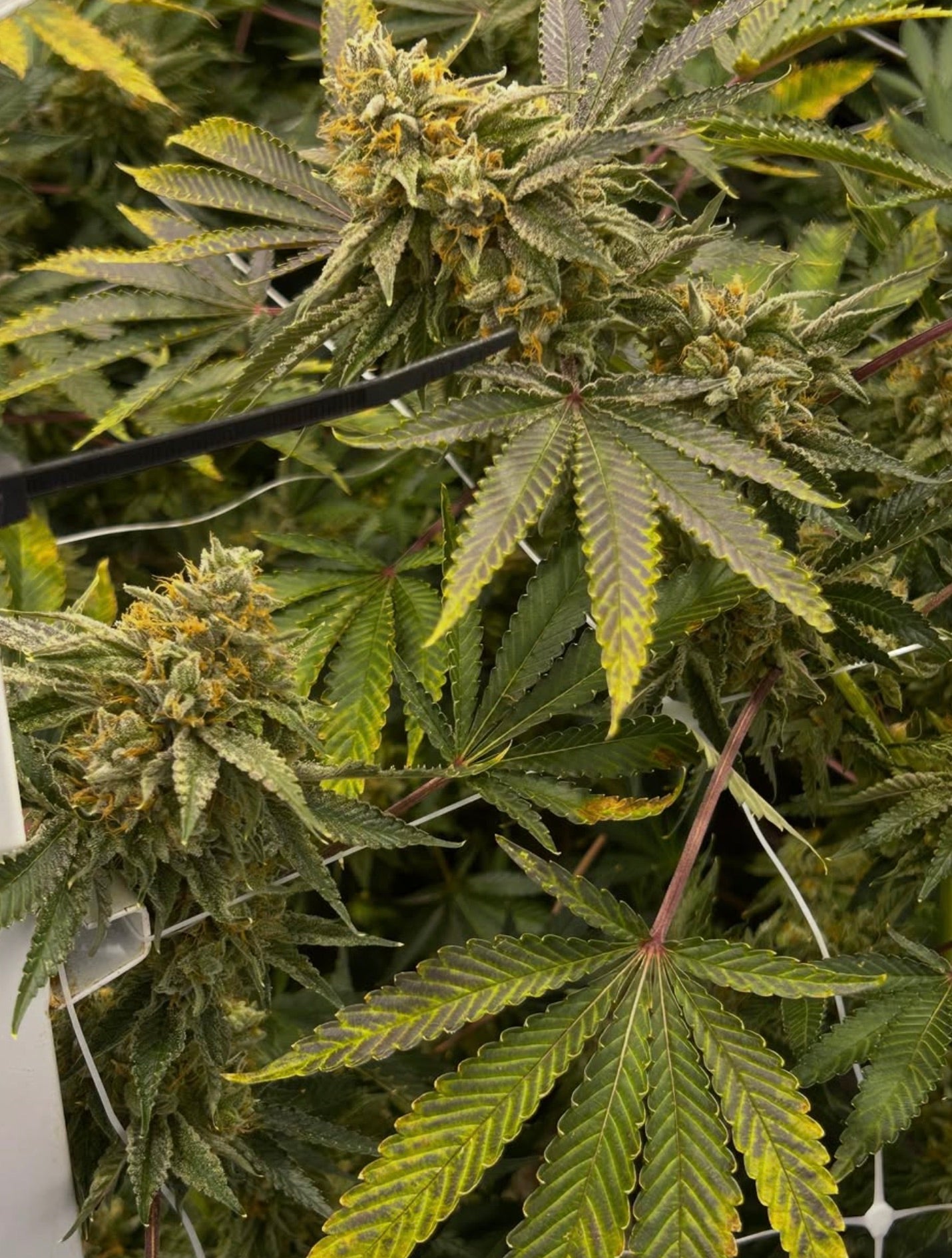 Zkittlez