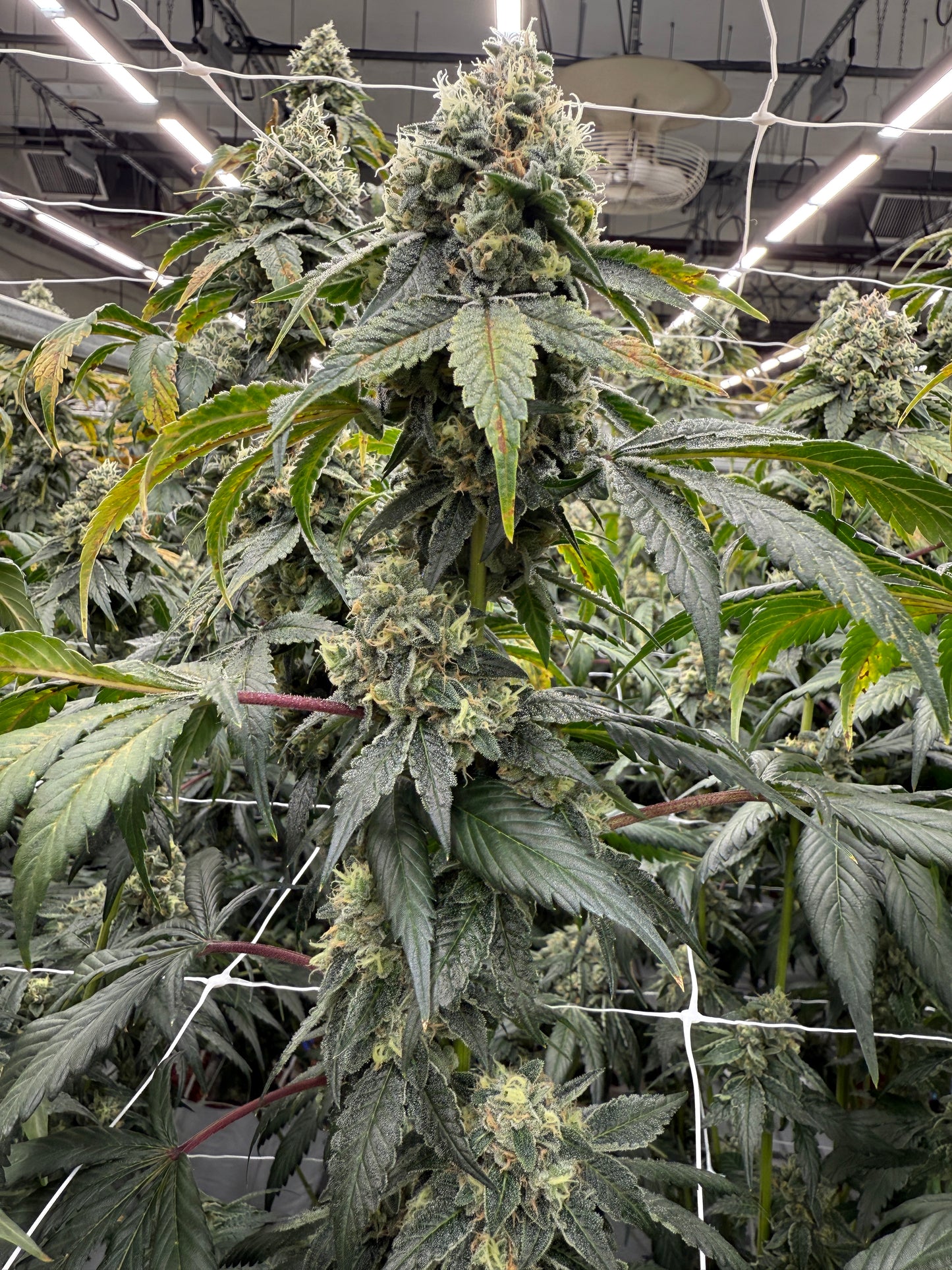 Hollywood Hairband (Hollywood Pure Kush x Headband)