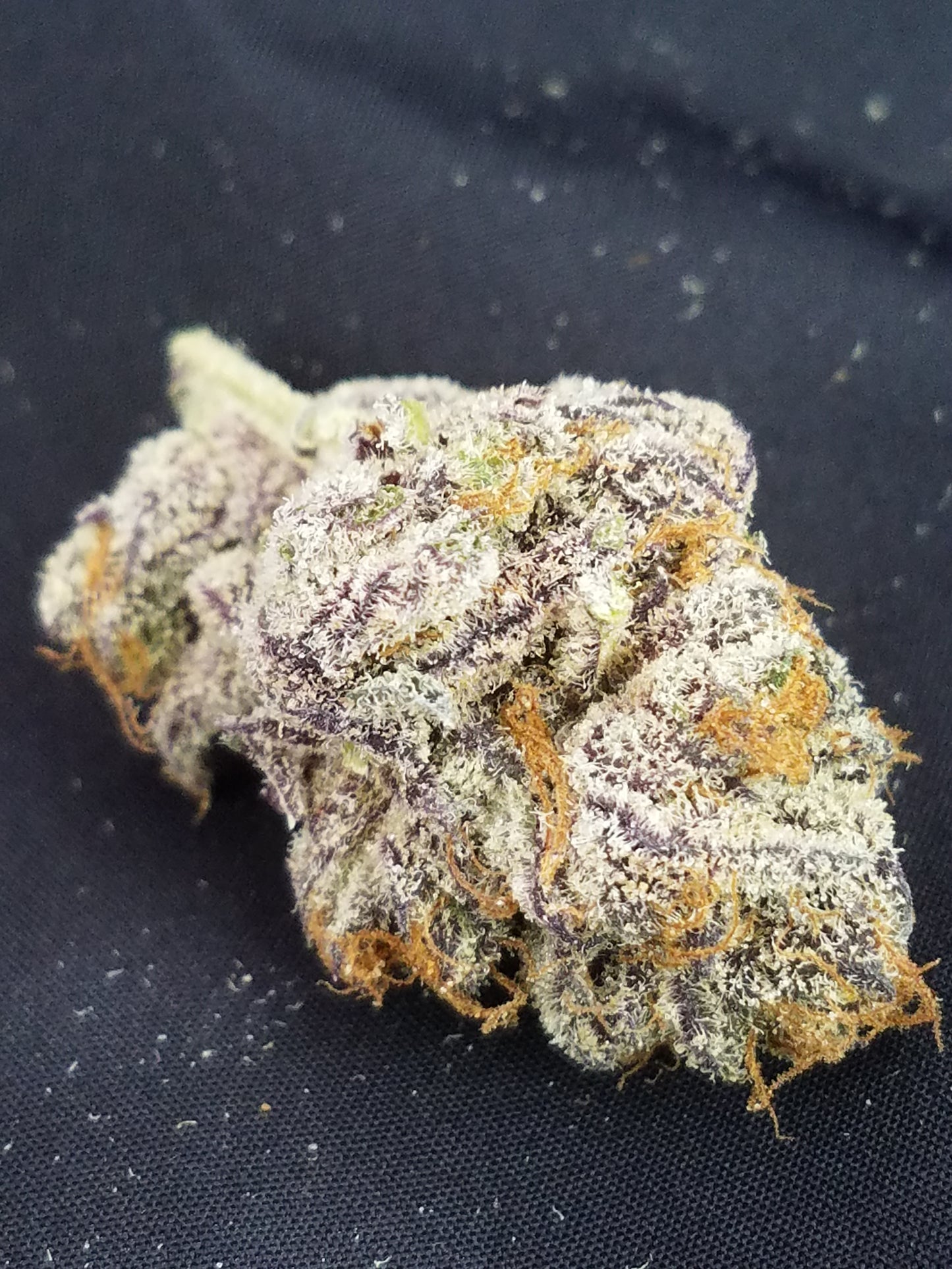 Granola Funk (Forum Cookies x Wookie 15) Award winning cut!