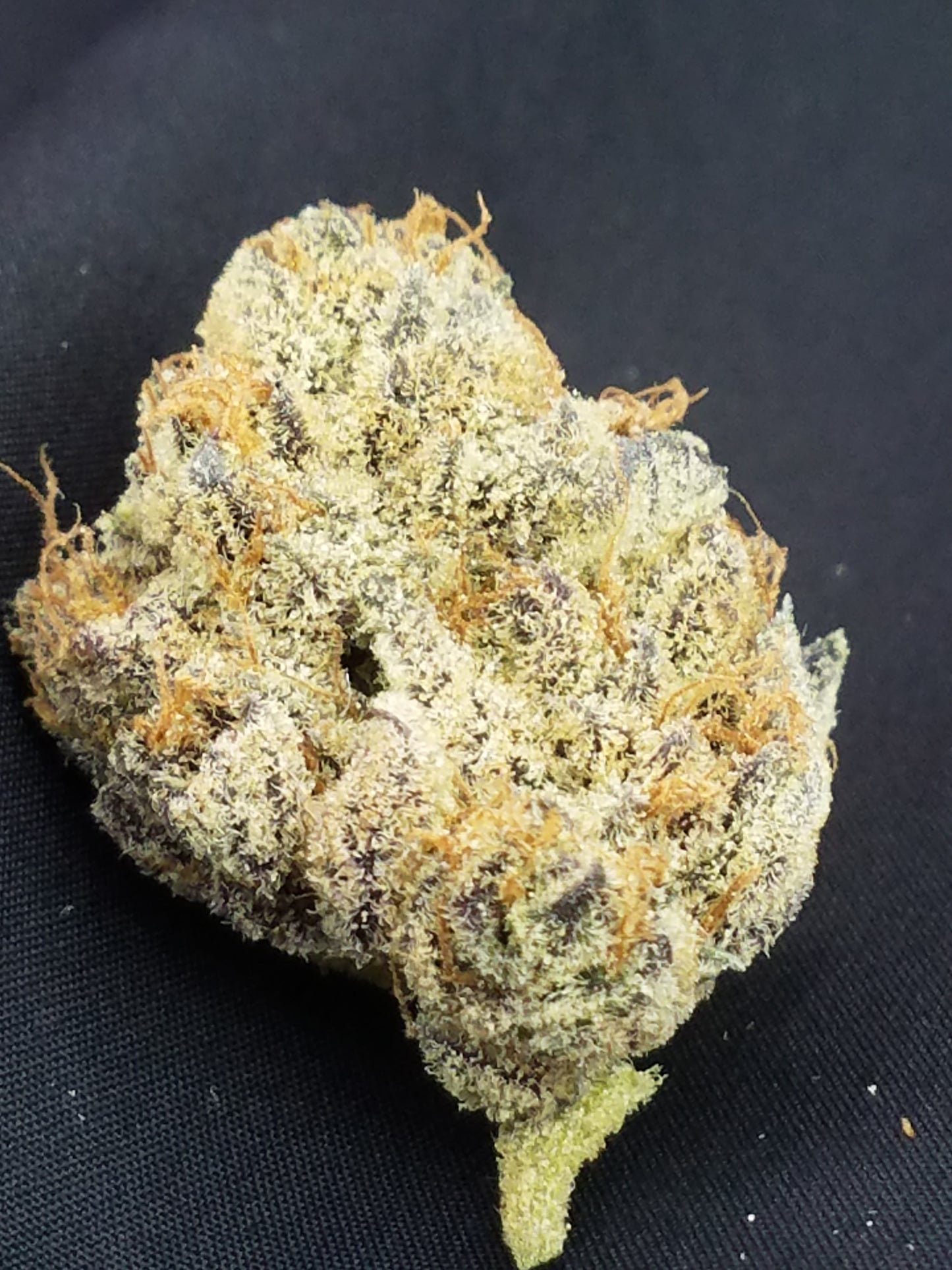 Granola Funk (Forum Cookies x Wookie 15) Award winning cut!