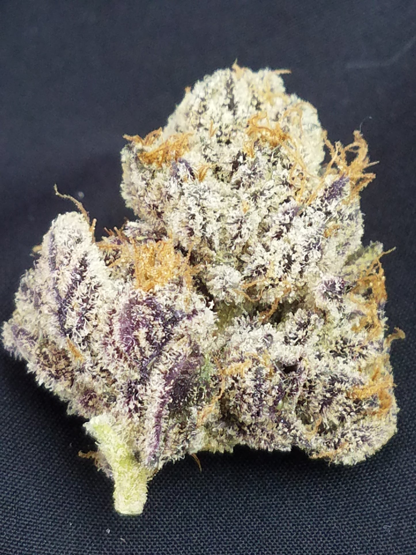 Granola Funk (Forum Cookies x Wookie 15) Award winning cut!