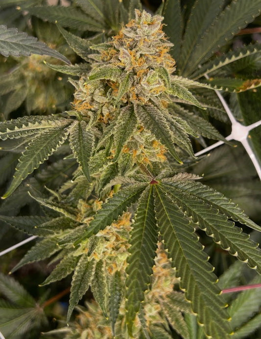 Zkittlez