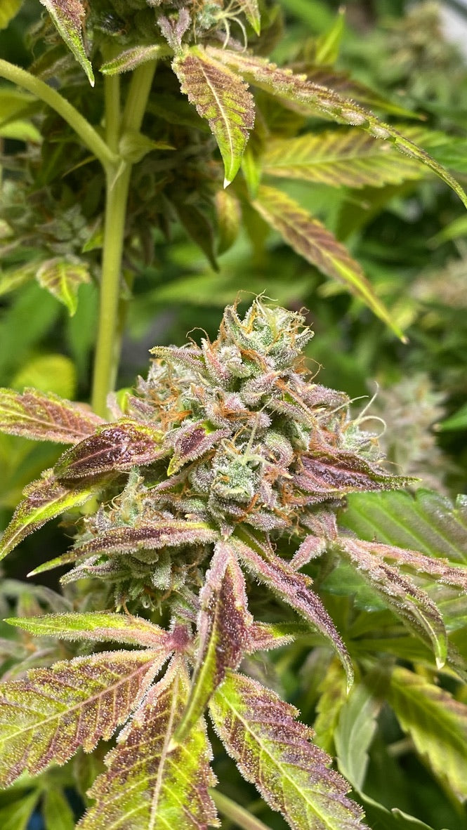 Tang Brain 2 (Oc-tang x Headband)