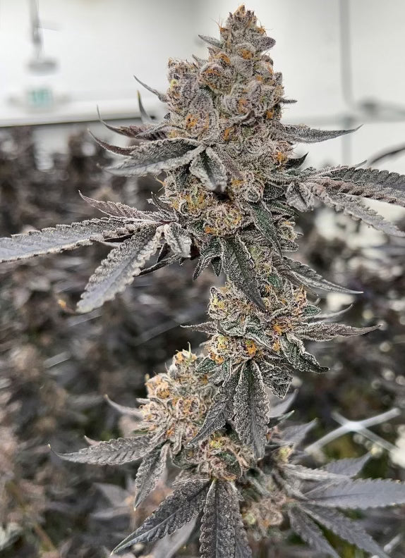Zerealz (Zkittlez x Cereal Milk)