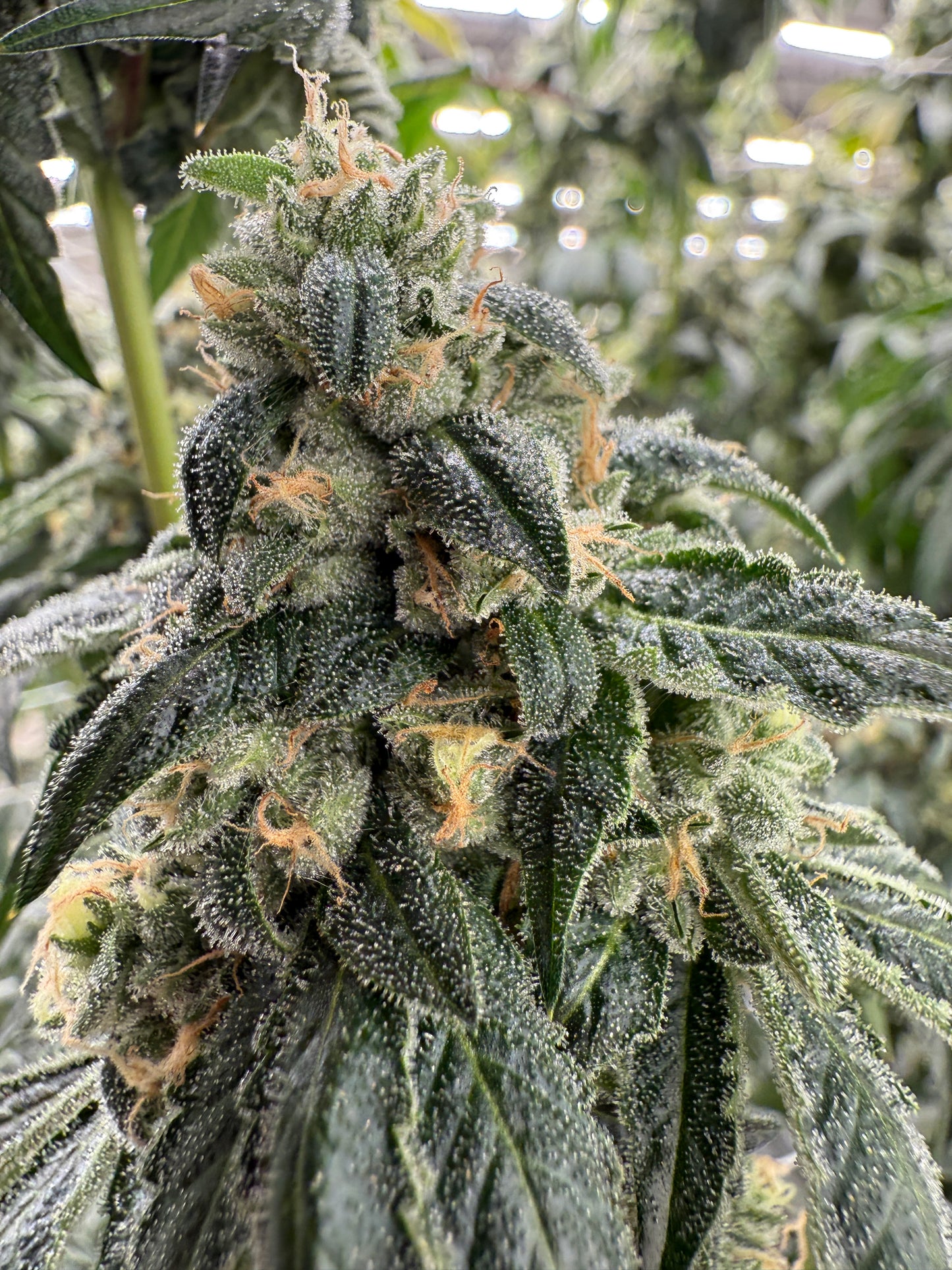 Hollywood Hairband (Hollywood Pure Kush x Headband)