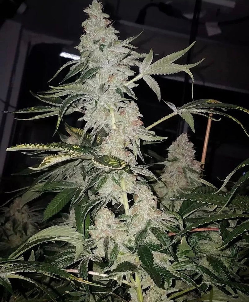 Cranebow 3 (Zainbow x Headband)