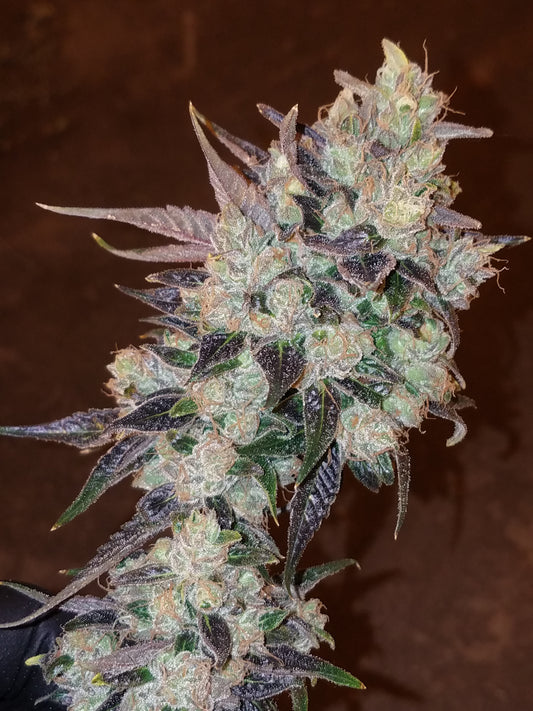 Choka Cola (G-funk Rootbeer x i95 f1)