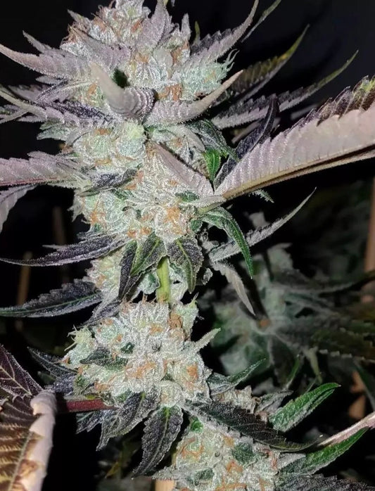Gas Cap 11 (Breeders Cut) Sour Diesel/i95 f1 x Headband