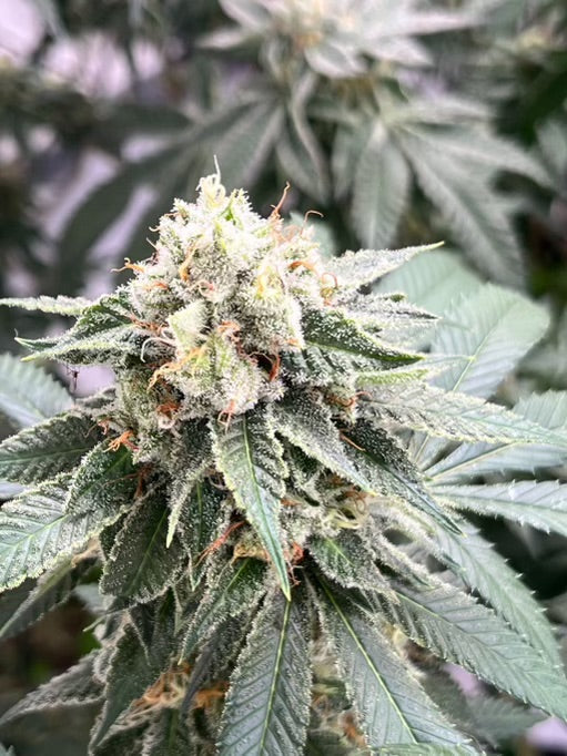 Headline 11 (Shoreline x Headband)