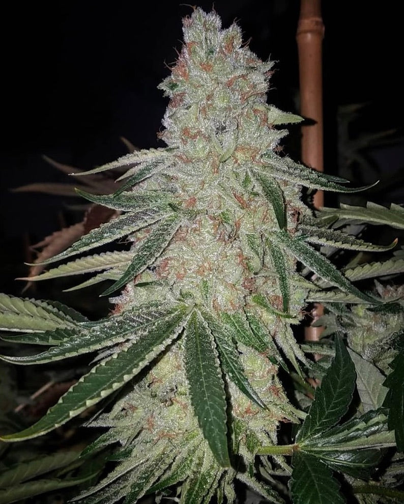 Cranebow 3 (Zainbow x Headband)