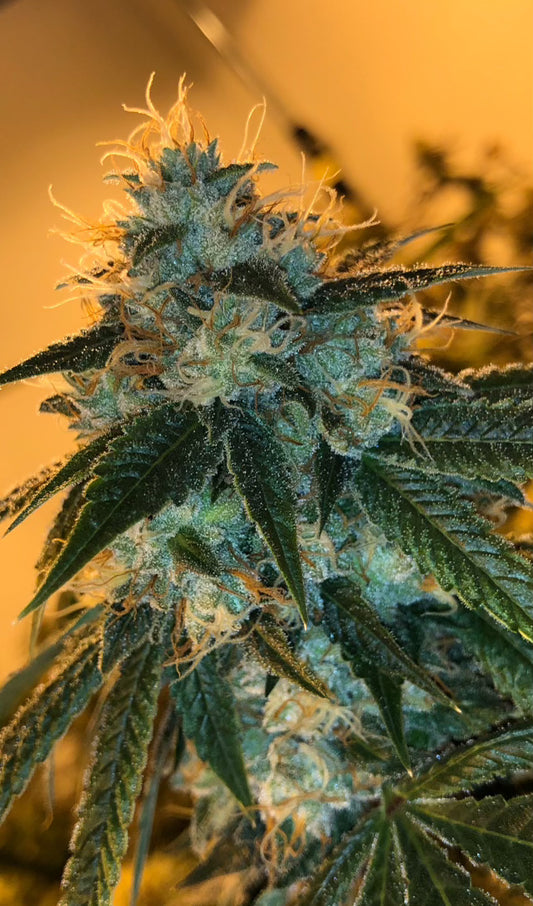 Motorbreath 15 (clone only)