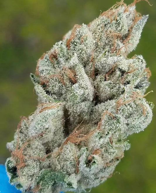 Cranebow 3 (Zainbow x Headband)