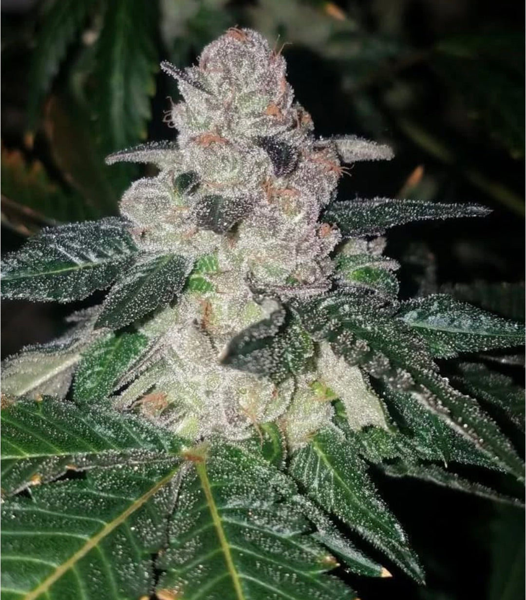 Slushee Beer (G-funk Rootbeer x Cherry Lime Slushee)