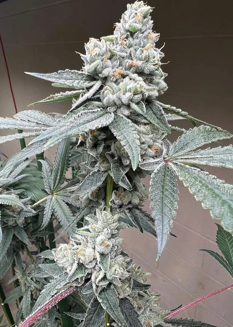 PieScream 27 (Wedding Pie x Gelato 33/Cherry Limeade f4)
