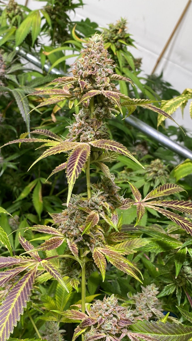 Tang Brain 2 (Oc-tang x Headband)