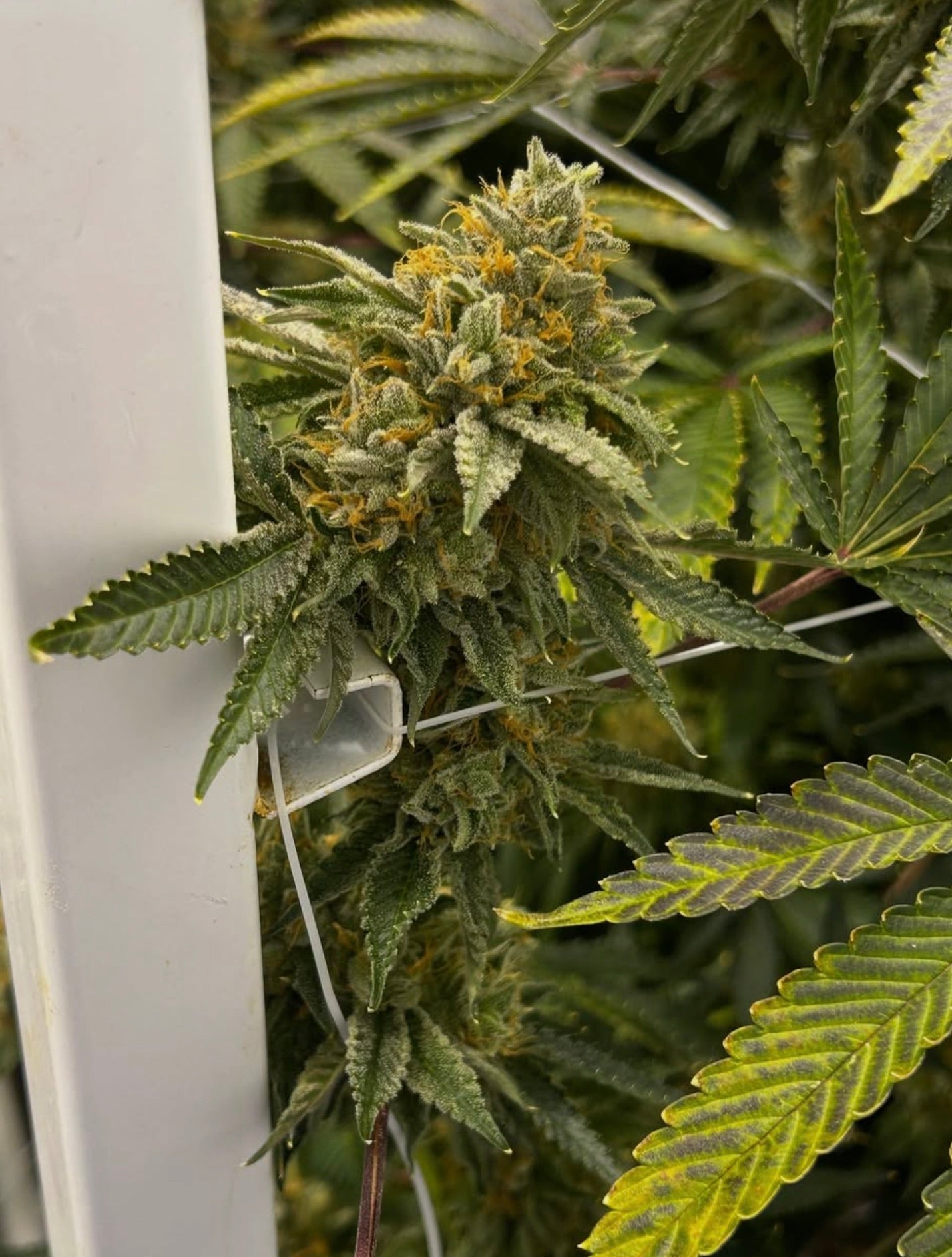 Zkittlez