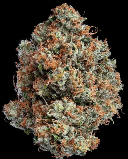Blue Mountain Gas (Sour Diesel x I95) Breeder cut