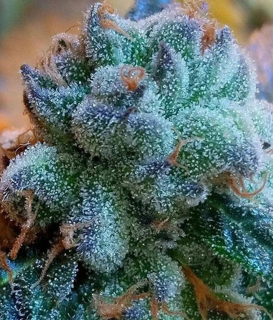 Slushee Beer (G-funk Rootbeer x Cherry Lime Slushee)