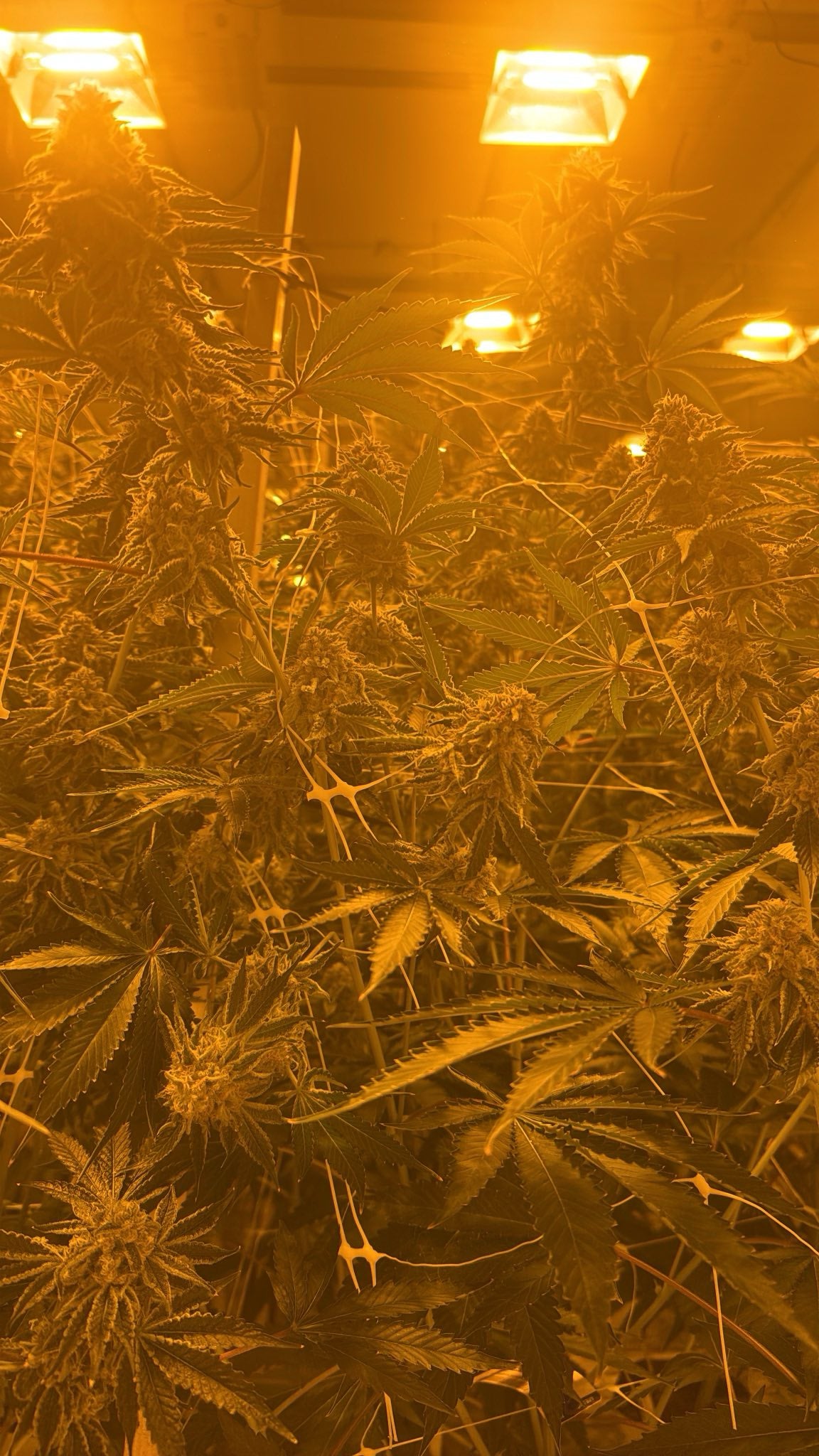 Bandz 17 ( Zkittlez X Headband)