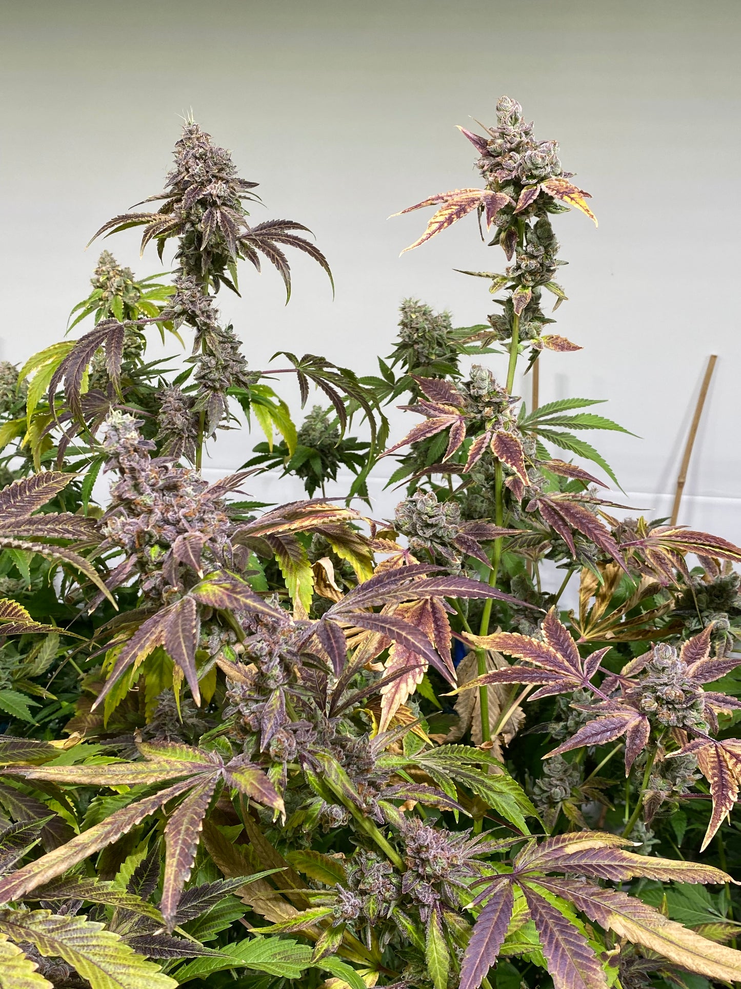Glitter Bomb ( OGKB x Blueberry Headband) x Grape Gas