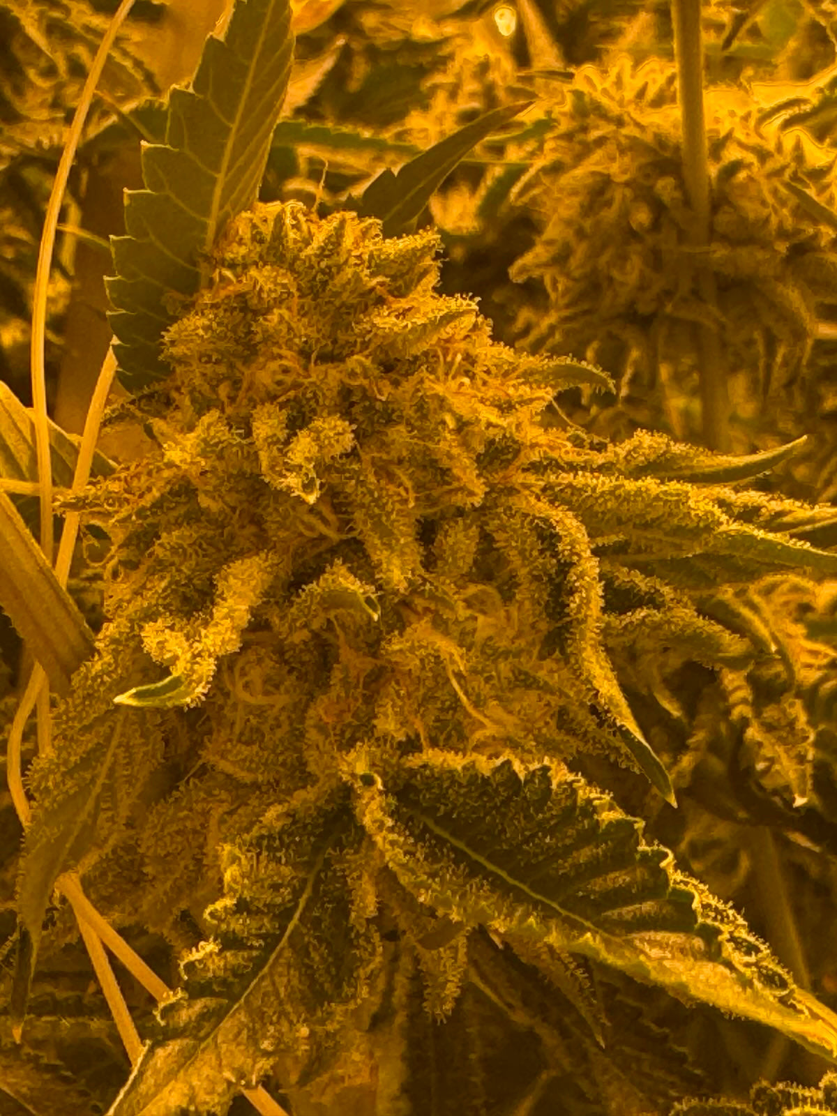 Bandz 17 ( Zkittlez X Headband)